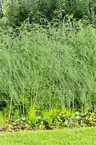 ASPARAGUS_OFFICINALIS