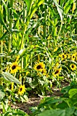 HELIANTHUS ANNUUS AND ZEA MAYS