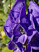 ACONITUM CARMICHAELII ARENDSII, MONKSHOOD