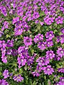 GERANIUM SPEC., CRANESBILL