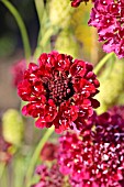 SCABIOSA