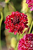 SCABIOSA