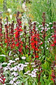 LOBELIA X SPECIOSA FAN SCHARLACH