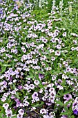 VERBENA RIGIDA POLARIS