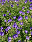 GERANIUM HIMALAYENSE IRISH BLUE, HARDY CRANESBILL