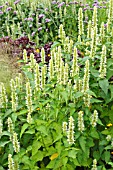 AGASTACHE RUGOSA ALABASTER