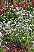 VERBENA RIGIDA POLARIS