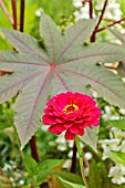 ZINNIA AND RICINUS COMMUNIS