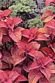 SOLENOSTEMON SCUTELLARIOIDES SEDONA SYN. COLEUS BLUMEI SEDONA