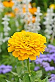 ZINNIA ELEGANS GOLDEN DAWN