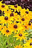 RUDBECKIA HIRTA MARMALADE