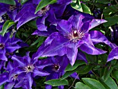 CLEMATIS HYBR., CLEMATIS