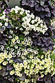 PETUNIA, SCAEVOLA AND IPOMOEA BATATAS