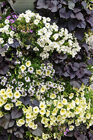 PETUNIA_SCAEVOLA_AND_IPOMOEA_BATATAS