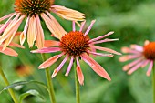 ECHINACEA PURPUREA SUNSET