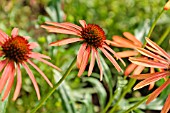 ECHINACEA PURPUREA ARTS PRIDE