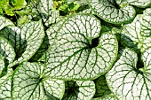 BRUNNERA MACROPHYLLA JACK FROST