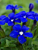 GENTIANA VERNA, SPRING GENTIAN