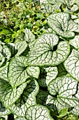 BRUNNERA MACROPHYLLA JACK FROST