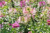 CLEOME SPINOSA AND ZINNIA