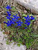 GENTIANA VERNA, SPRING GENTIAN