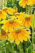 RUDBECKIA HIRTA PRAIRIE SUN