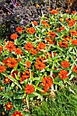 ZINNIA ANGUSTIFOLIA PROFUSION ORANGE