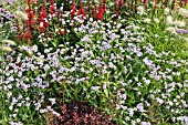 VERBENA RIGIDA POLARIS