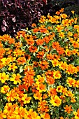 ZINNIA ANGUSTIFOLIA PROFUSION ORANGE AND TAGETES