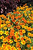 ZINNIA ANGUSTIFOLIA PROFUSION ORANGE AND TAGETES