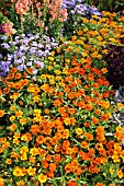 ZINNIA ANGUSTIFOLIA PROFUSION ORANGE, TAGETES, AGERATUM AND ANTIRRHINUM