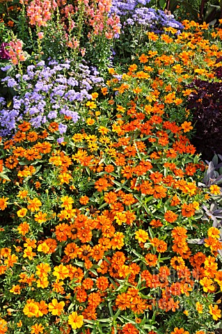 ZINNIA_ANGUSTIFOLIA_PROFUSION_ORANGE_TAGETES_AGERATUM_AND_ANTIRRHINUM