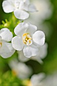 BACOPA