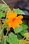 THUNBERGIA GREGORII