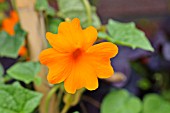 THUNBERGIA GREGORII