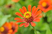 ZINNIA ELEGANS