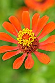 ZINNIA ELEGANS