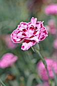 DIANTHUS CARYOPHYLLUS SUNFLOR ODESSA