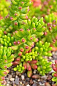 SEDUM RUBROTINCTUM