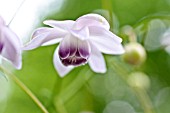 ANEMONOPSIS MACROPHYLLA