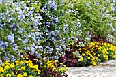 PLUMBAGO AURICULATA AND TAGETES