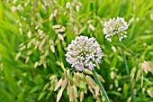 ALLIUM SCHUBERTII AND CHASMANTHIUM LATIFOLIUM