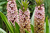 EUCOMIS COMOSA