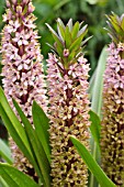 EUCOMIS COMOSA