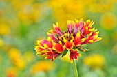 GAILLARDIA