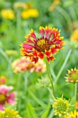 GAILLARDIA