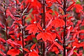 LOBELIA X SPECIOSA KOMPLIMENT TIEFROT