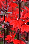 LOBELIA X SPECIOSA KOMPLIMENT TIEFROT