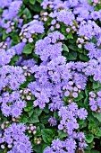 AGERATUM HOUSTONIANUM LEILANI BLUE