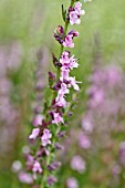 HYSSOPUS OFFICINALIS ROSEUS